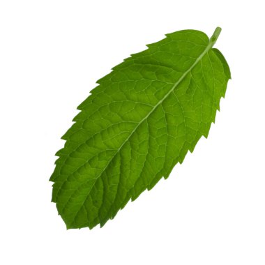 Beyaz arkaplanda izole edilmiş nane yaprağı