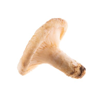 mantar beyaz üzerinde kapat 