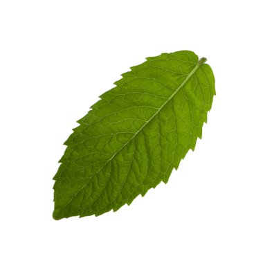Beyaz arkaplanda izole edilmiş nane yaprağı