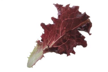 Beyaz arka plan üzerinde izole salata yaprağı