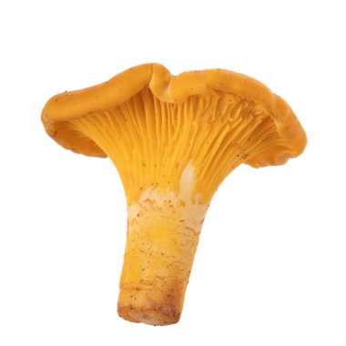 Beyaz arkaplanda izole edilmiş Chanterelle mantarı.
