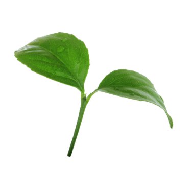 arka planda yeşil narenciye, yakın