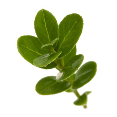 yeşil bitki yaprakları beyaz arkaplanda izole