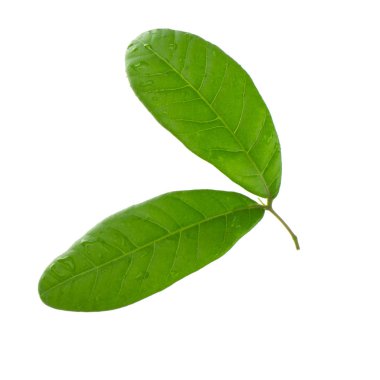 leechee yakın bırakır 