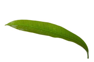 olgun mango meyve yakın 