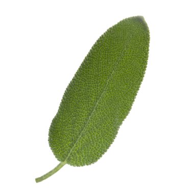 arka planda aromatik bitki, yakın