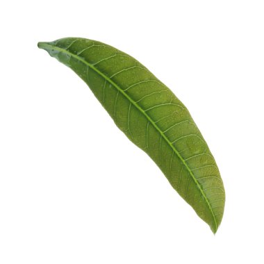 olgun mango meyve yakın 