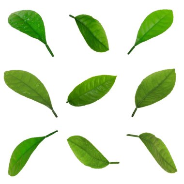 arkaplanda yeşil yapraklar, kapat