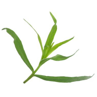 arka planda aromatik bitki, yakın