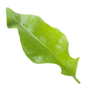 arka planda aromatik bitki, yakın