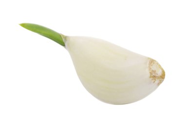 olgun sarımsak yakın 