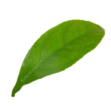 beyaz arka plan üzerinde izole turuncu yaprak, yakın çekim 