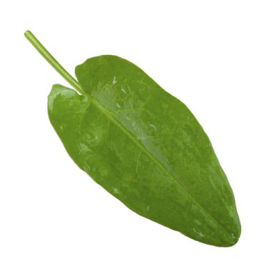 arka planda aromatik bitki, yakın