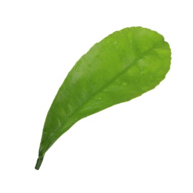 arka planda yeşil narenciye, yakın