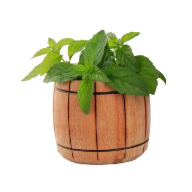 izole üzerinde beyaz arka plan nane yeşil yaprakları