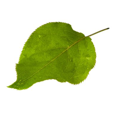 beyaz arka plan üzerinde izole yeşil armut yaprağı, yakın çekim 