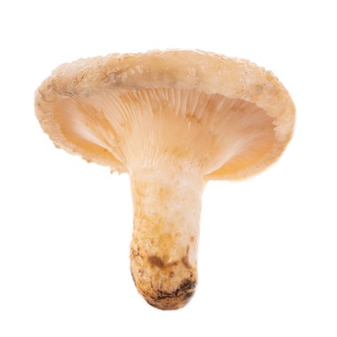 mantar beyaz üzerinde kapat 