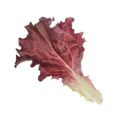 Beyaz arka plan üzerinde izole salata yaprağı