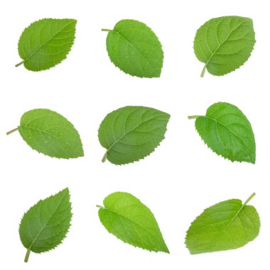 arkaplanda yeşil yapraklar, kapat