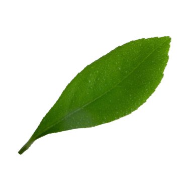 arka planda yeşil narenciye, yakın