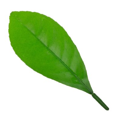 arka planda yeşil narenciye, yakın