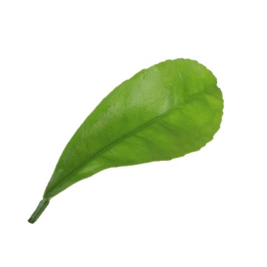 beyaz arka plan üzerinde izole turuncu yaprak, yakın çekim 