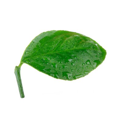 beyaz arka plan üzerinde izole turuncu yaprak, yakın çekim 