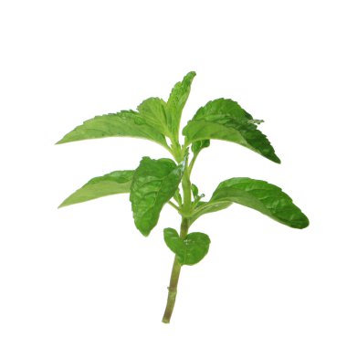 beyaz arka plan üzerinde izole yeşil yaprakları ile fesleğen kök