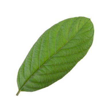 arka planda aromatik bitki, yakın