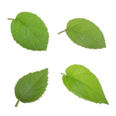 arkaplanda yeşil yapraklar, kapat