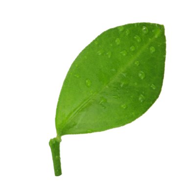 arka planda doğal narenciye, yakın çekim