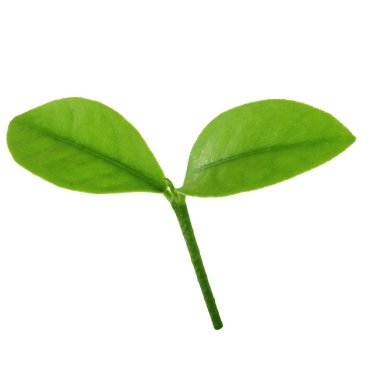 arkaplanda yeşil yapraklar, kapat