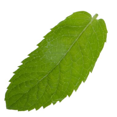 Beyaz arkaplanda izole edilmiş nane yaprağı