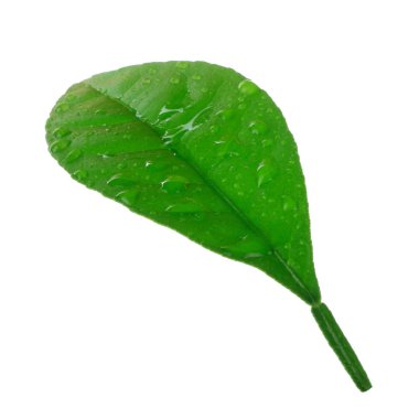 arka planda doğal narenciye, yakın çekim