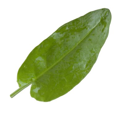 arka planda aromatik bitki, yakın