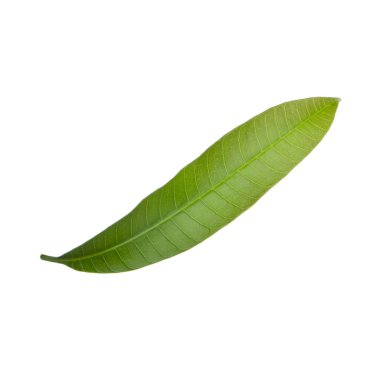 olgun mango meyve yakın 