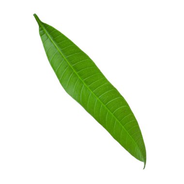 olgun mango meyve yakın 