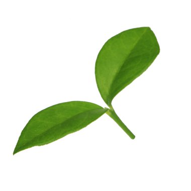 arka planda yeşil narenciye, yakın