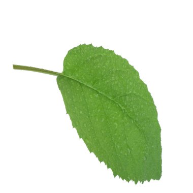 arka planda yeşil yaprak, yakın