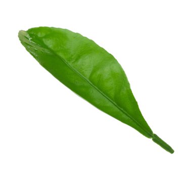 beyaz arka plan üzerinde izole yeşil turuncu yaprak, yakın çekim 