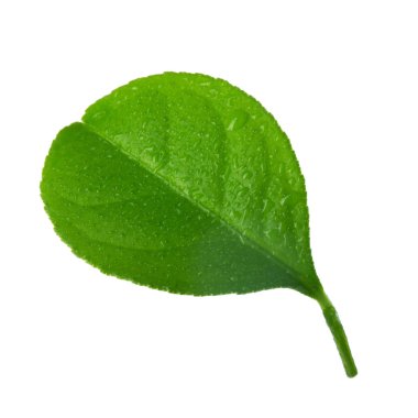 beyaz arka plan üzerinde izole turuncu yaprak, yakın çekim 