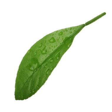 arka planda yeşil narenciye, yakın