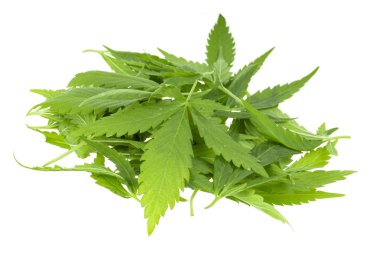 arka planda aromatik bitki, yakın