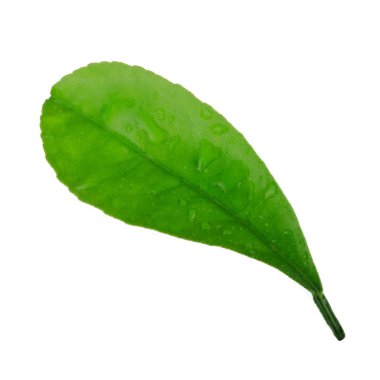 beyaz arka plan üzerinde izole yeşil turuncu yaprak, yakın çekim 