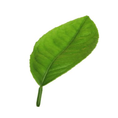 arka planda yeşil narenciye, yakın