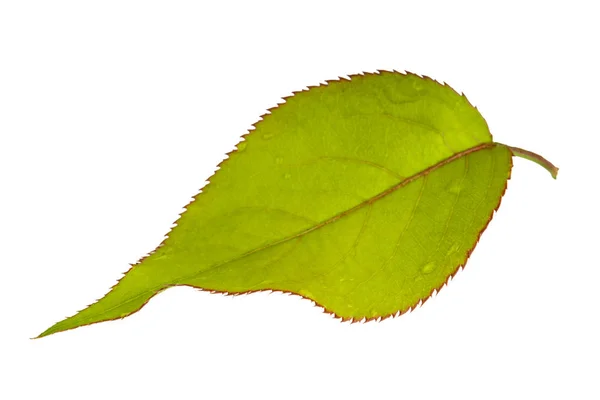 Зеленый Грушевый Лист Изолирован Белом Фоне Крупным Планом — стоковое фото