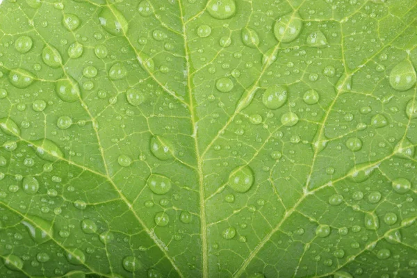 Melonenfrüchte Aus Nächster Nähe — Stockfoto