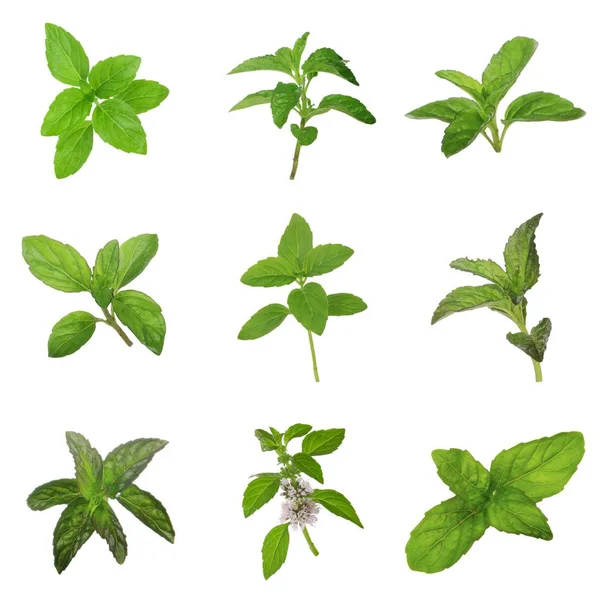 Mint Planta Med Gröna Blad Isolerade Vit Bakgrund — Stockfoto