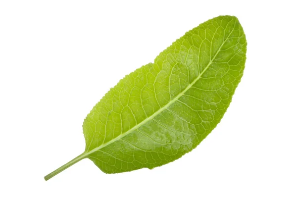 Νωπά Πράσινα Φύλλα Που Απομονώνονται Λευκό Φόντο — Φωτογραφία Αρχείου