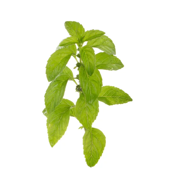 Mint Plant Green Leaves Isolated White Background — Stock Photo, Image